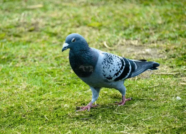 Bồ Câu Pháp Titan