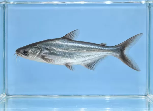 Cá Basa