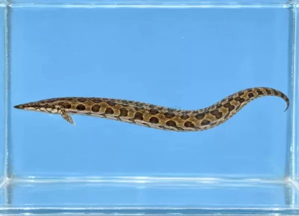Cá Chạch Lấu