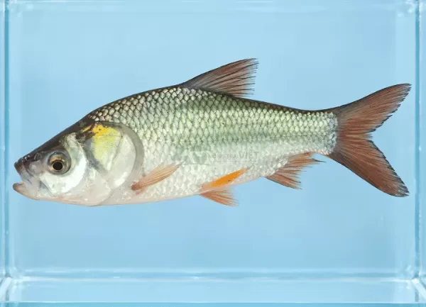 Cá Hô