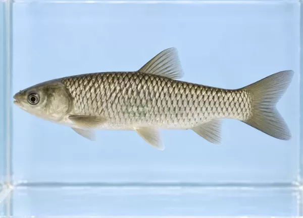 Cá Trắm Cỏ