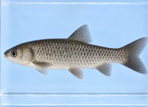Cá Trắm Đen
