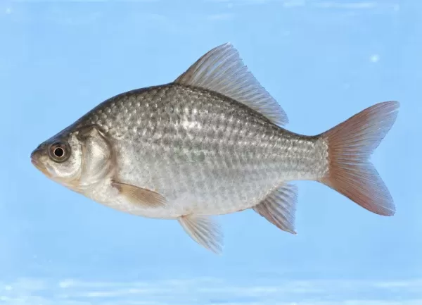 Cá Diếc