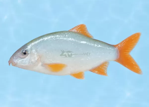 Cá Heo Đuôi Đỏ