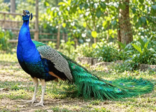 Chim Công Xanh Ấn Độ