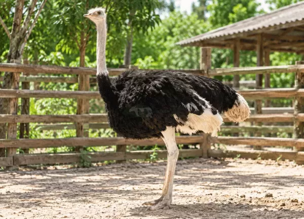 Đà Điểu Hậu Bị