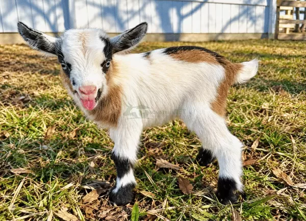 Dê Lùn Pygmy