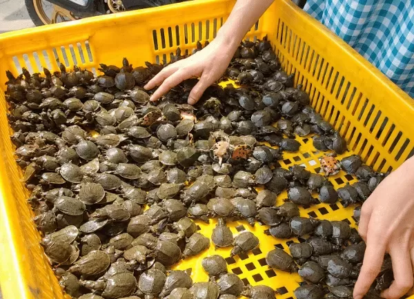 Ba Ba Trơn — ảnh 3