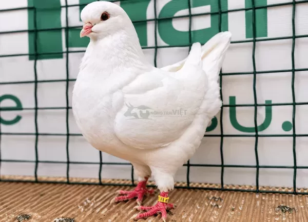 Bồ Câu Gà Mỹ — ảnh 4