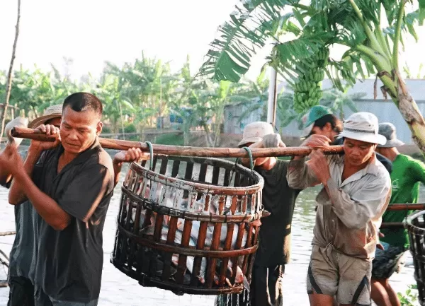 Cá Basa — ảnh 3