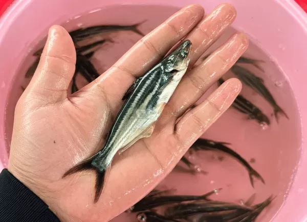Cá Basa — ảnh 2