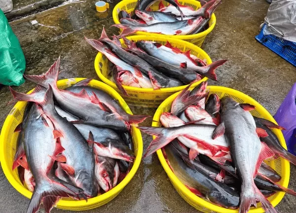 Cá Basa — ảnh 4