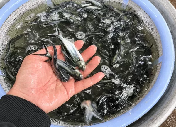 Cá Basa — ảnh 5