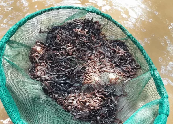 Cá Chạch Lấu — ảnh 2