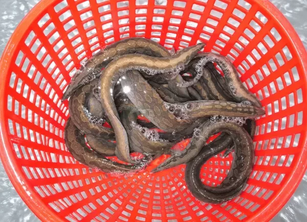 Cá Chạch Lấu — ảnh 4