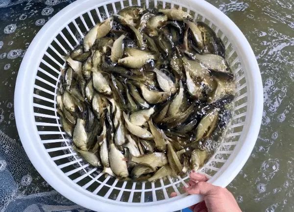 Cá Chép — ảnh 3