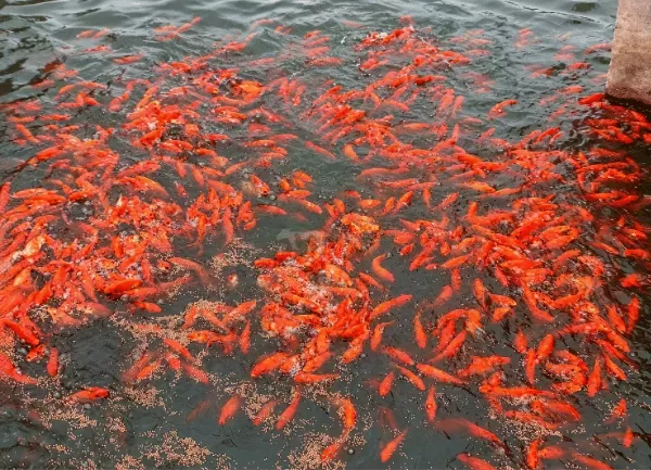Cá Chép Ông Táo — ảnh 3