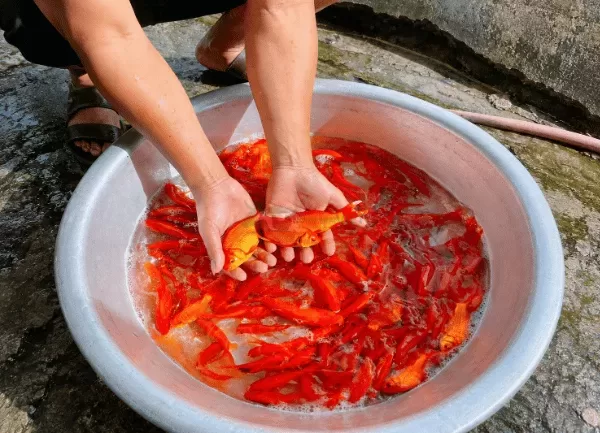 Cá Chép Ông Táo — ảnh 4