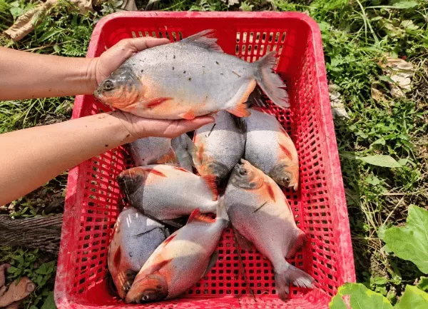 Cá Chim — ảnh 2