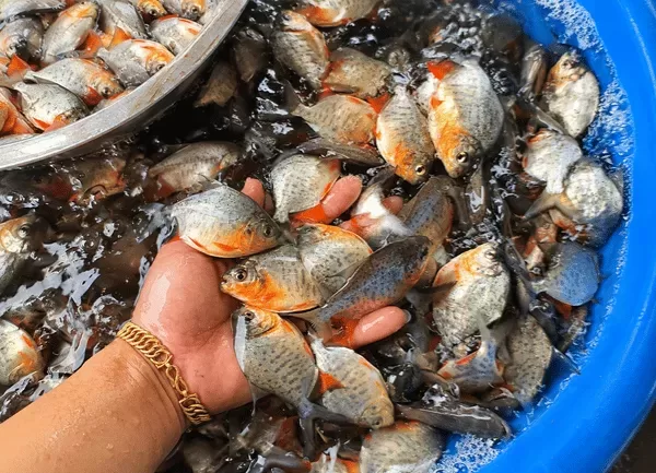 Cá Chim — ảnh 5