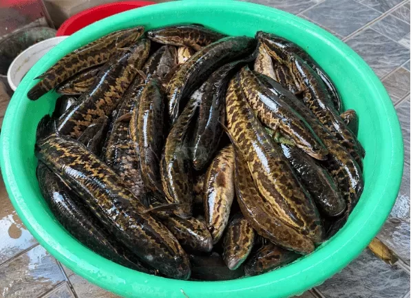 Cá Chuối Hoa — ảnh 2