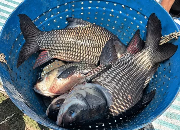Cá Hô — ảnh 2