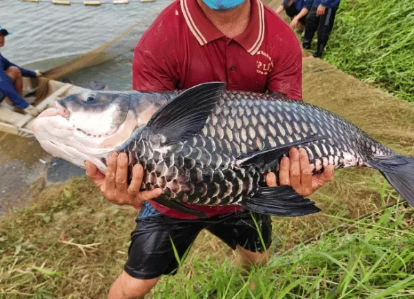 Cá Hô — ảnh 3