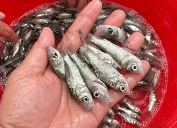Cá Hô — ảnh 5