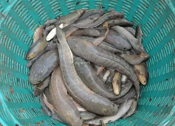 Cá Lóc Đầu Nhím — ảnh 2