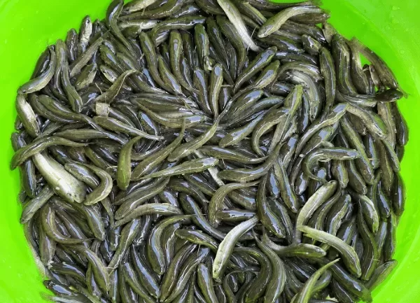 Cá Lóc Đầu Nhím — ảnh 5