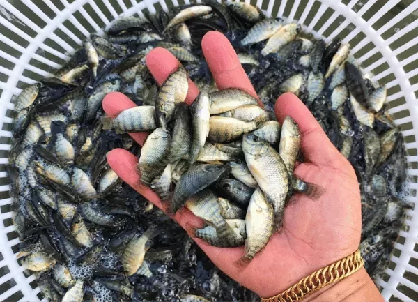 Cá Rô Phi Đơn Tính — ảnh 4