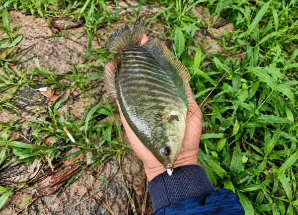 Cá sặc rằn — ảnh 3