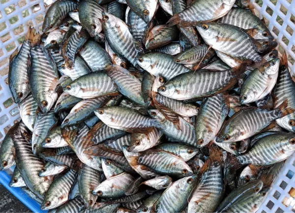 Cá sặc rằn — ảnh 5