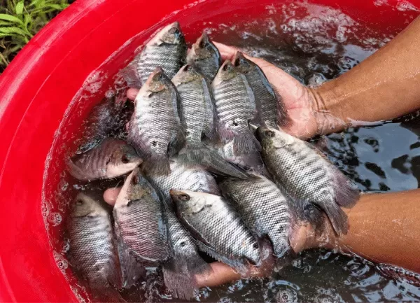 Cá Tai Tượng — ảnh 2