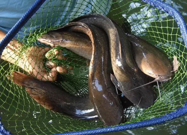 Cá Trê Lai — ảnh 2