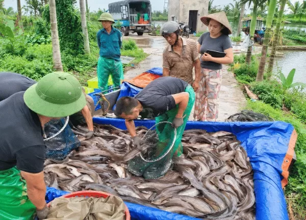 Cá Trê Lai — ảnh 3