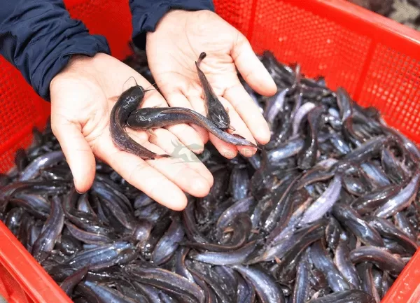 Cá Trê Lai — ảnh 5