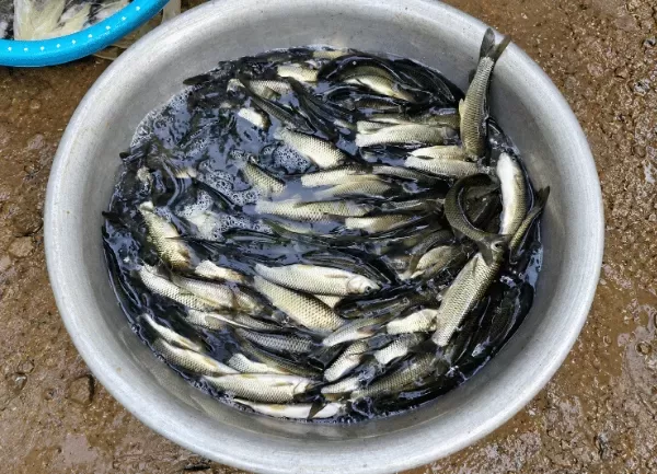 Cá Trắm Cỏ — ảnh 2