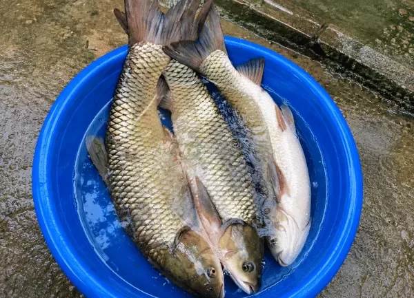 Cá Trắm Cỏ — ảnh 3