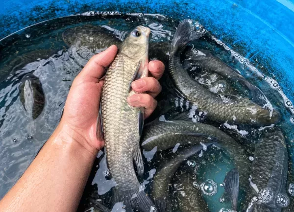 Cá Trắm Đen — ảnh 4