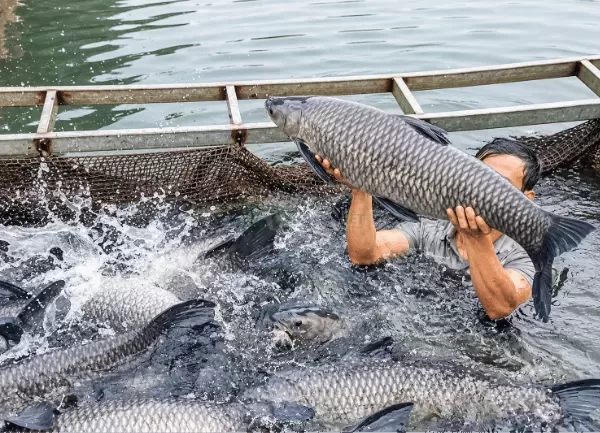 Cá Trắm Đen — ảnh 5