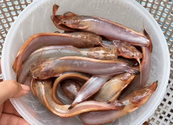 Cá Trê Vàng — ảnh 5