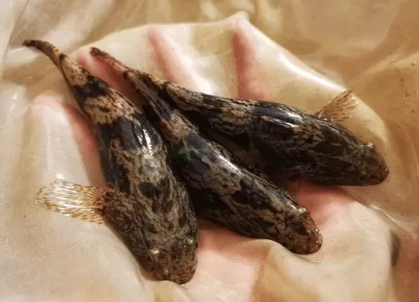 Cá Bống Tượng — ảnh 2