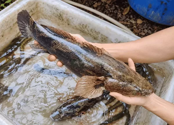 Cá Bống Tượng — ảnh 5