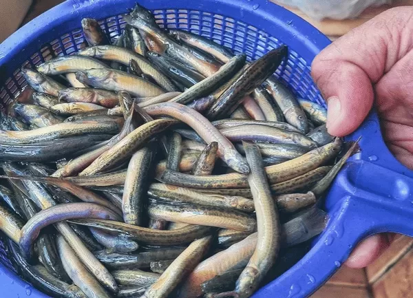 Cá Chạch Đồng — ảnh 4