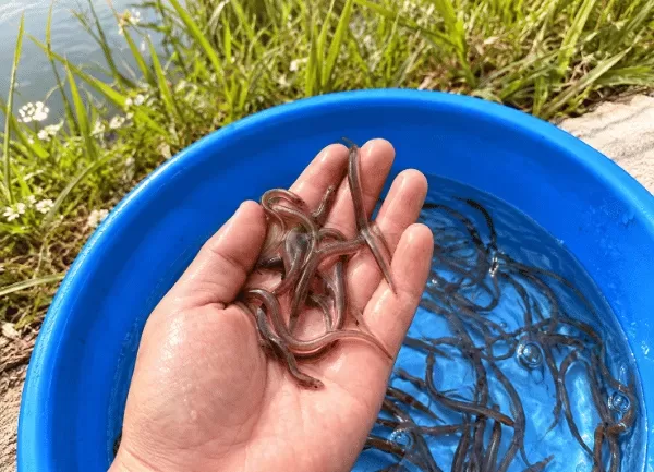 Cá Chình Bông — ảnh 3