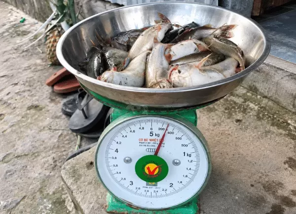 Cá Chốt Trâu — ảnh 2