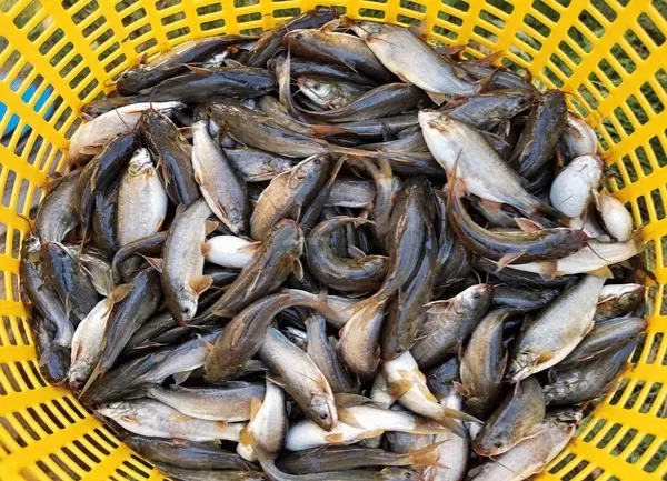 Cá Chốt Trâu — ảnh 3
