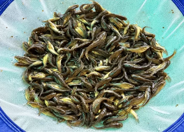 Cá Chốt Trâu — ảnh 4
