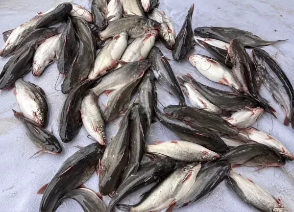 Cá Chốt Trâu — ảnh 5